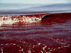 A picture of Sea Blood