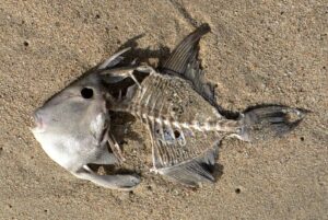 A Picture of dead fish